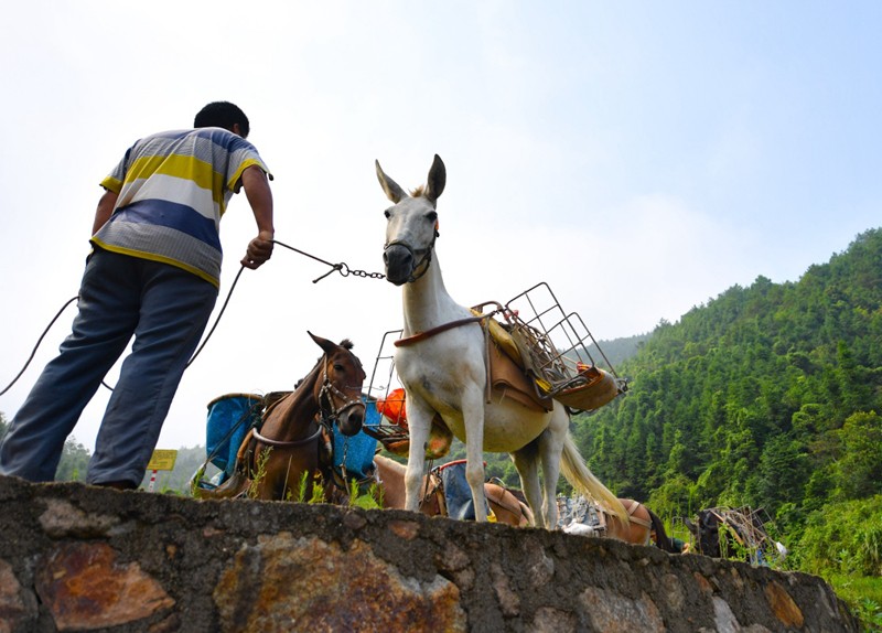 安阳县骡马运输